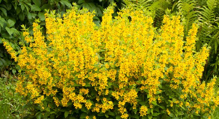 Dichter Strauch mit zahlreichen kleinen, leuchtend gelben Blüten vor grünem Laub